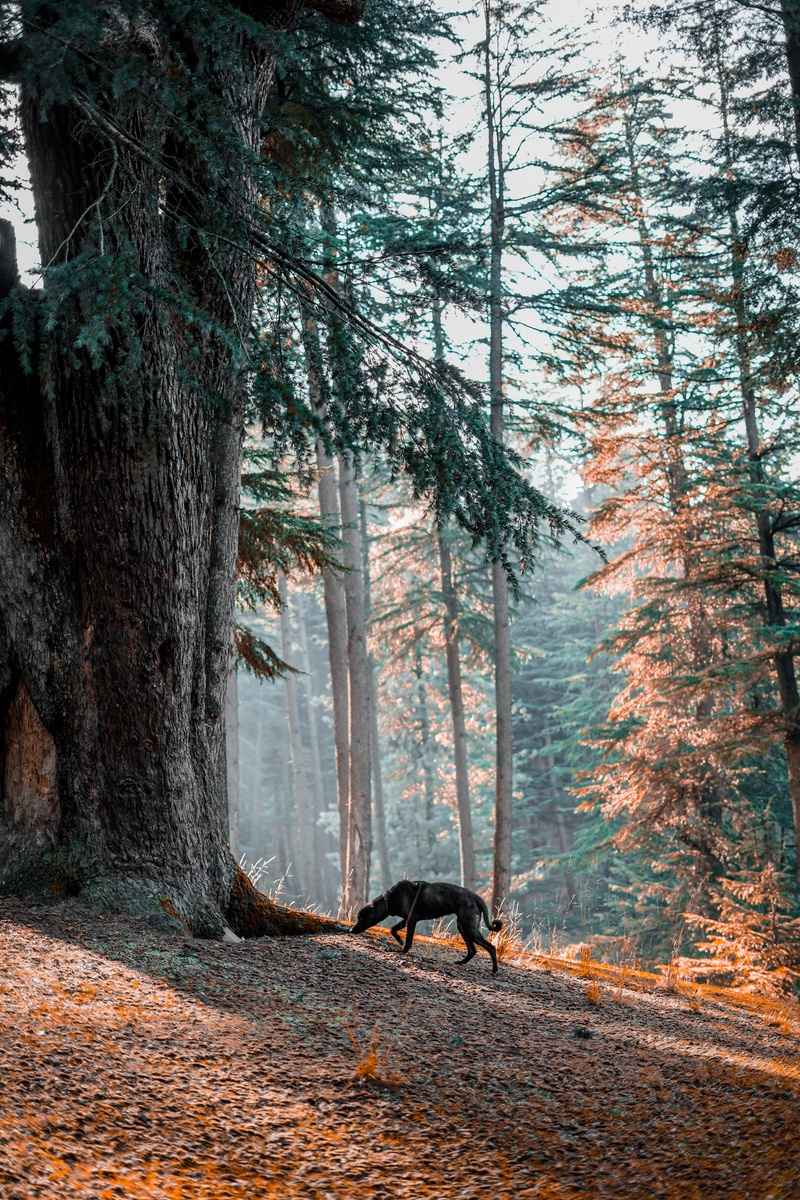 Dog Sniffing a Tree in an Autumn Forest